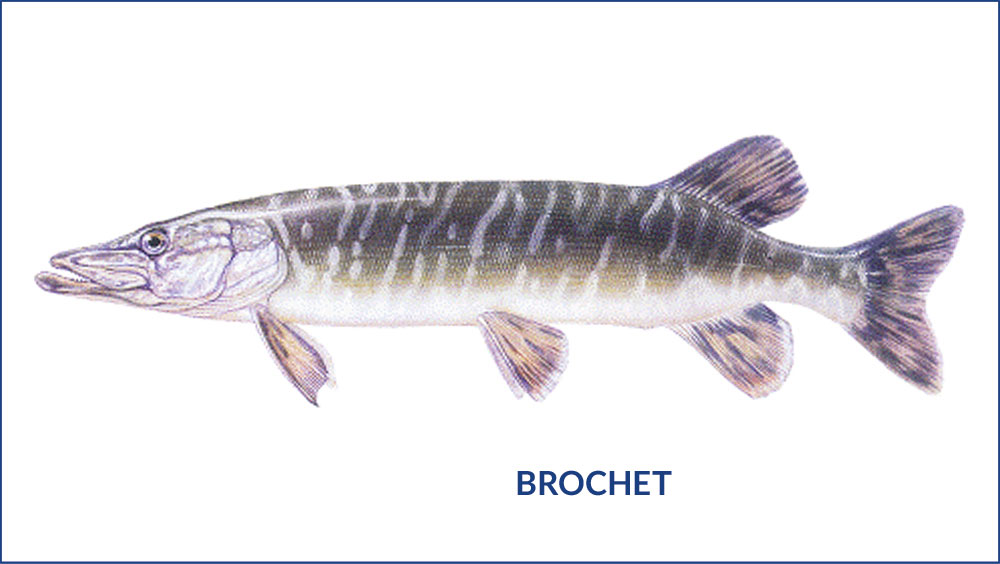 brochet